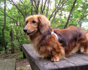 обоя животные, собаки