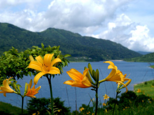 Картинка цветы лилии лилейники