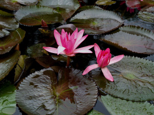 Картинка цветы лилии водяные нимфеи кувшинки