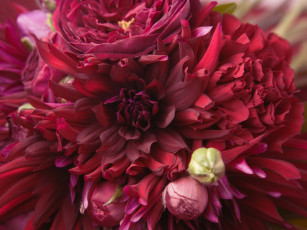 обоя цветы, разные, вместе