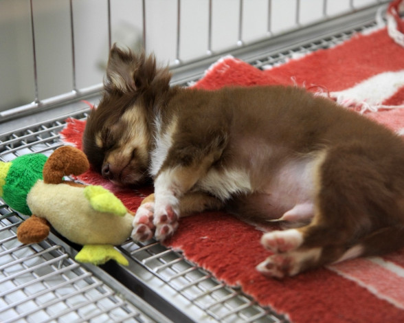 Обои картинки фото животные, собаки