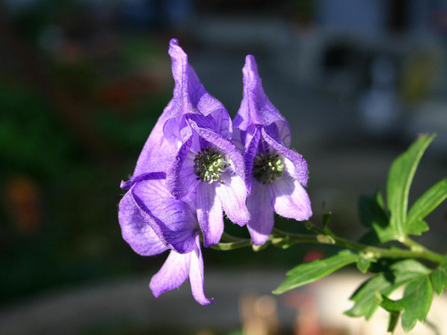 Обои картинки фото цветы