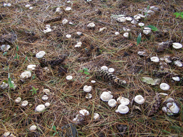 Обои картинки фото природа, грибы