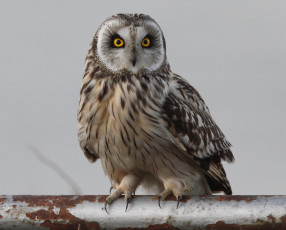 Картинка животные совы взгляд сова труба