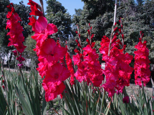 Картинка цветы гладиолусы парк