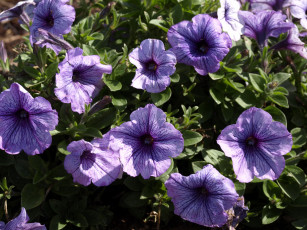 Картинка цветы петунии +калибрахоа петунья