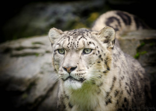 обоя животные, снежный барс , ирбис, морда, барс