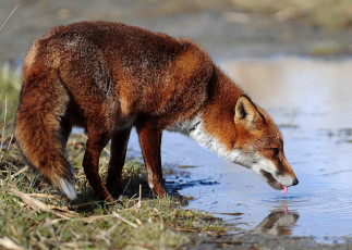 Картинка животные лисы водопой река лиса