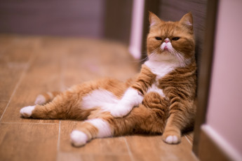 Картинка животные коты расслабон котэ