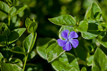 Картинка цветы барвинок фиолетовый