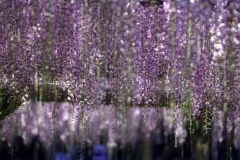 Картинка цветы глициния гроздья