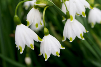 Картинка цветы подснежники +белоцветник колокольчики