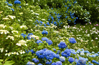 Картинка цветы разные+вместе ирисы гортензия