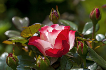 Картинка цветы розы бутон