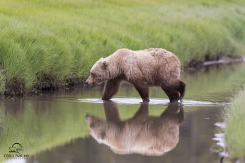 Картинка lake+clark+national+park +alaska животные медведи alaska lake clark national park отражение речка медведь аляска
