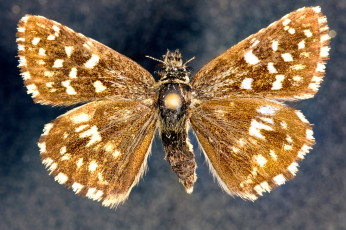 Картинка животные бабочки бабочка