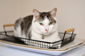 Картинка животные коты кот кошка взгляд