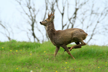 Картинка животные олени рога олень луг