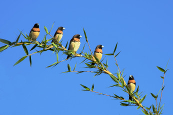 обоя животные, птицы, птички, ветка