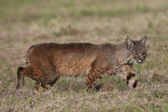 Картинка животные рыси кот дикий степь