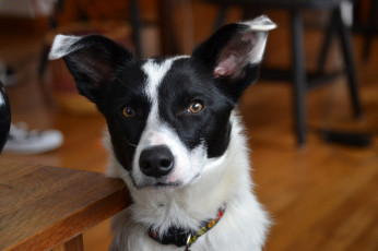 Картинка животные собаки взгляд морда собака