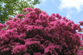 Картинка цветы рододендроны+ азалии куст