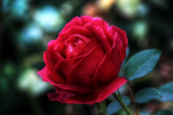 Картинка цветы розы красный