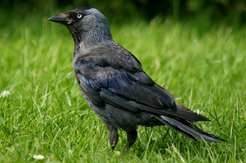 Картинка животные вороны +грачи +галки трава луг галка