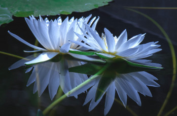 Картинка цветы лилии+водяные +нимфеи +кувшинки пара отражение