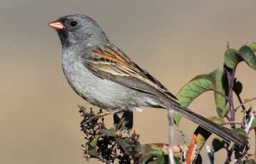 Картинка животные птицы ветка птичка