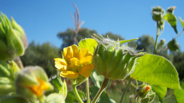 Картинка цветы луговые+ полевые +цветы листья цветок небо