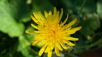 Картинка цветы луговые+ полевые +цветы зелёный жёлтый