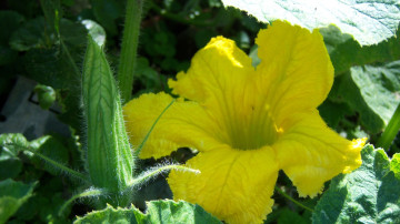 Картинка цветы зелень солнце тени цветок