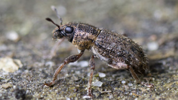 Картинка животные насекомые фасетки глаза жук