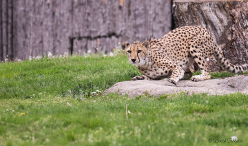 Картинка животные гепарды готовность поза гепард