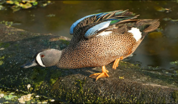 Картинка животные утки утка бревно