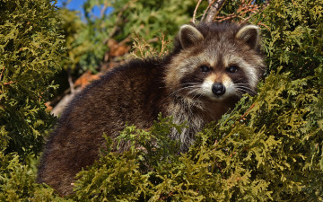 Картинка животные еноты енот ветки