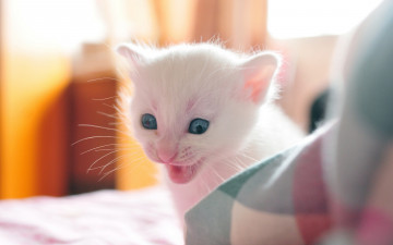 Картинка животные коты котёнок малыш