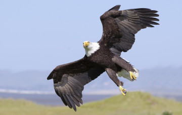 Картинка животные птицы+-+хищники глаза орлан белоголовый голова клюв оперение