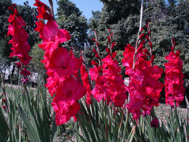 Обои картинки фото цветы, гладиолусы, парк