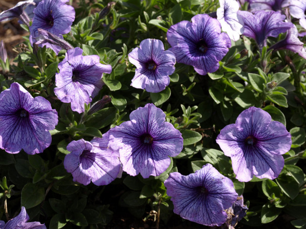 Обои картинки фото цветы, петунии,  калибрахоа, петунья