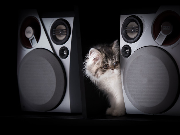 Обои картинки фото животные, коты, колонки, котёнок