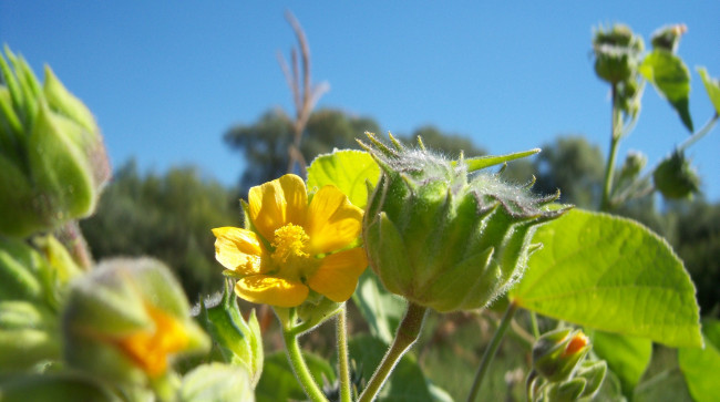 Обои картинки фото цветы, луговые , полевые,  цветы, листья, цветок, небо