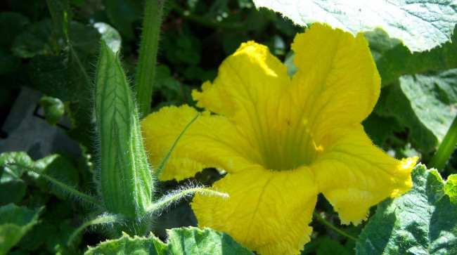 Обои картинки фото цветы, зелень, солнце, тени, цветок