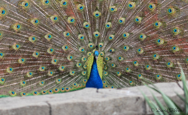 Обои картинки фото животные, павлины, перья, хвост, павлин