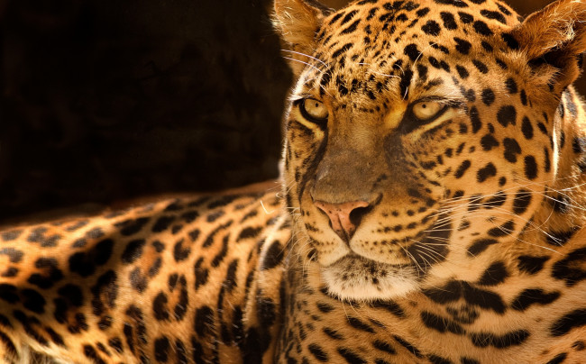 Обои картинки фото животные, леопарды, хищник