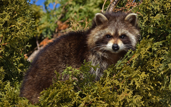 Обои картинки фото животные, еноты, енот, ветки