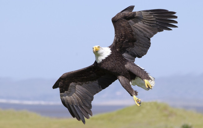 Обои картинки фото животные, птицы - хищники, глаза, орлан, белоголовый, голова, клюв, оперение