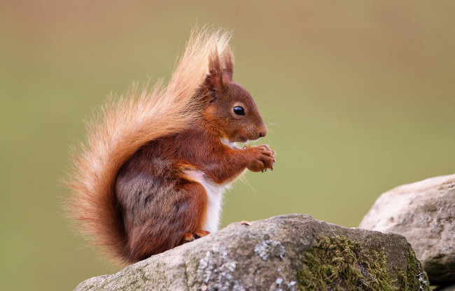 Обои картинки фото животные, белки, рыжая