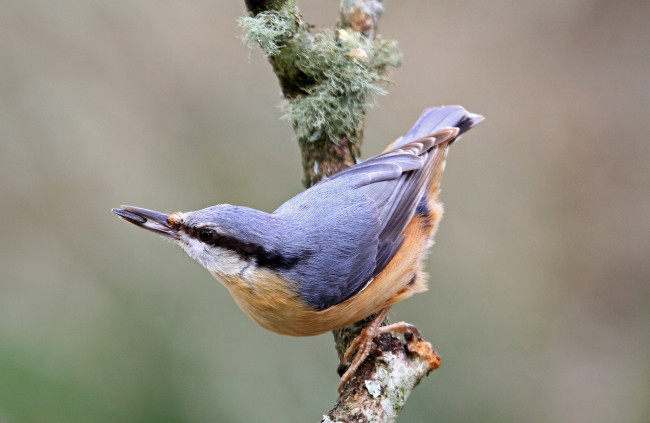 Обои картинки фото животные, поползни, поползень, ветка